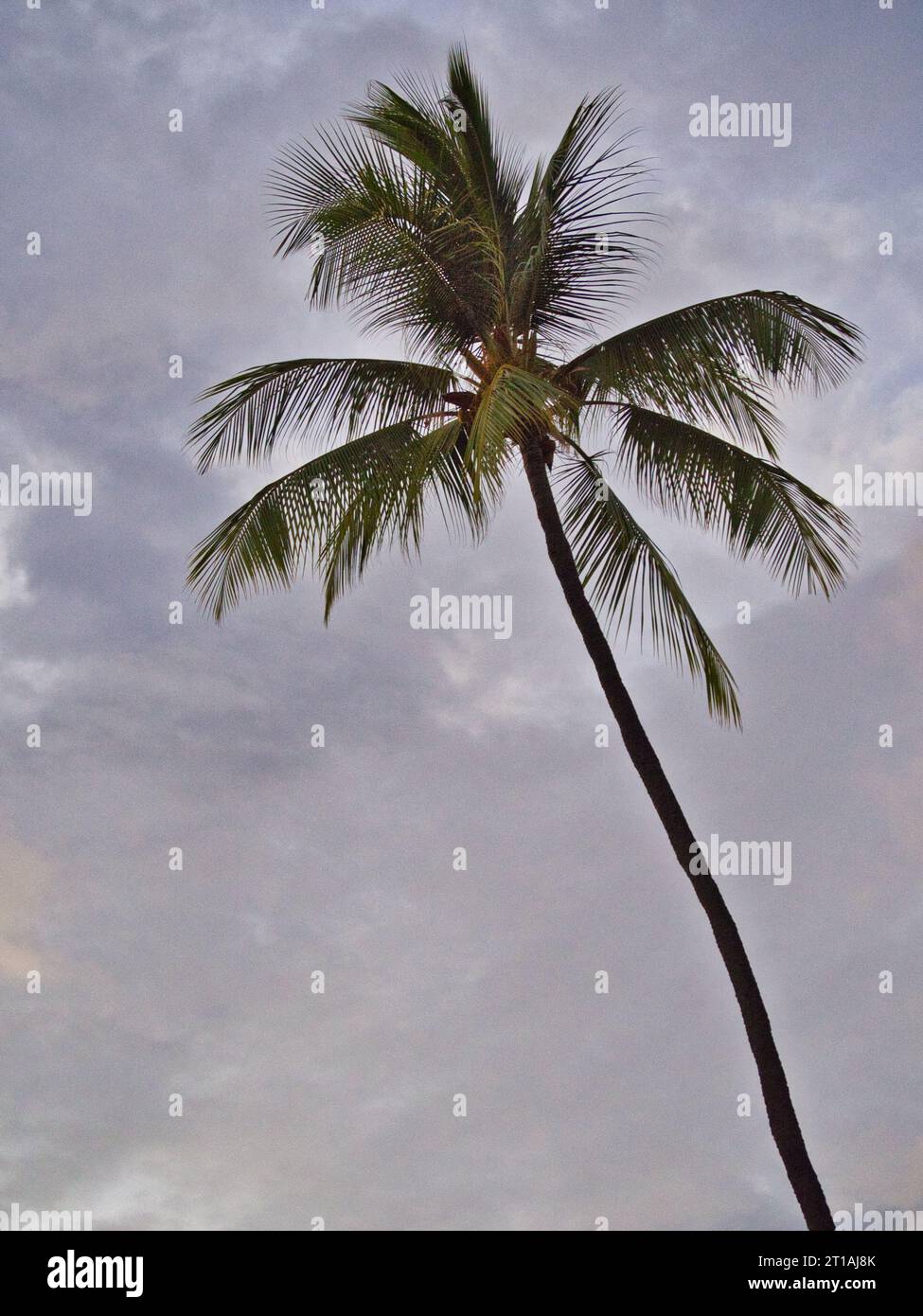A single coconut palm tree is contrasted against the cloudy evening sky near the beach in Kailua-Kona, Big Island, Hawaii. Stock Photo