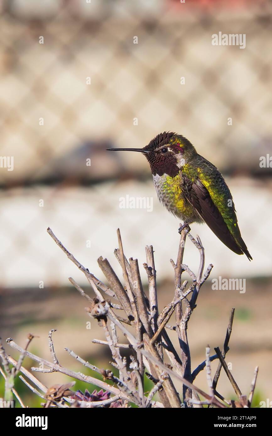 A wild male Anna's hummingbird on tree twigs in city limits of San Francisco, California. Stock Photo