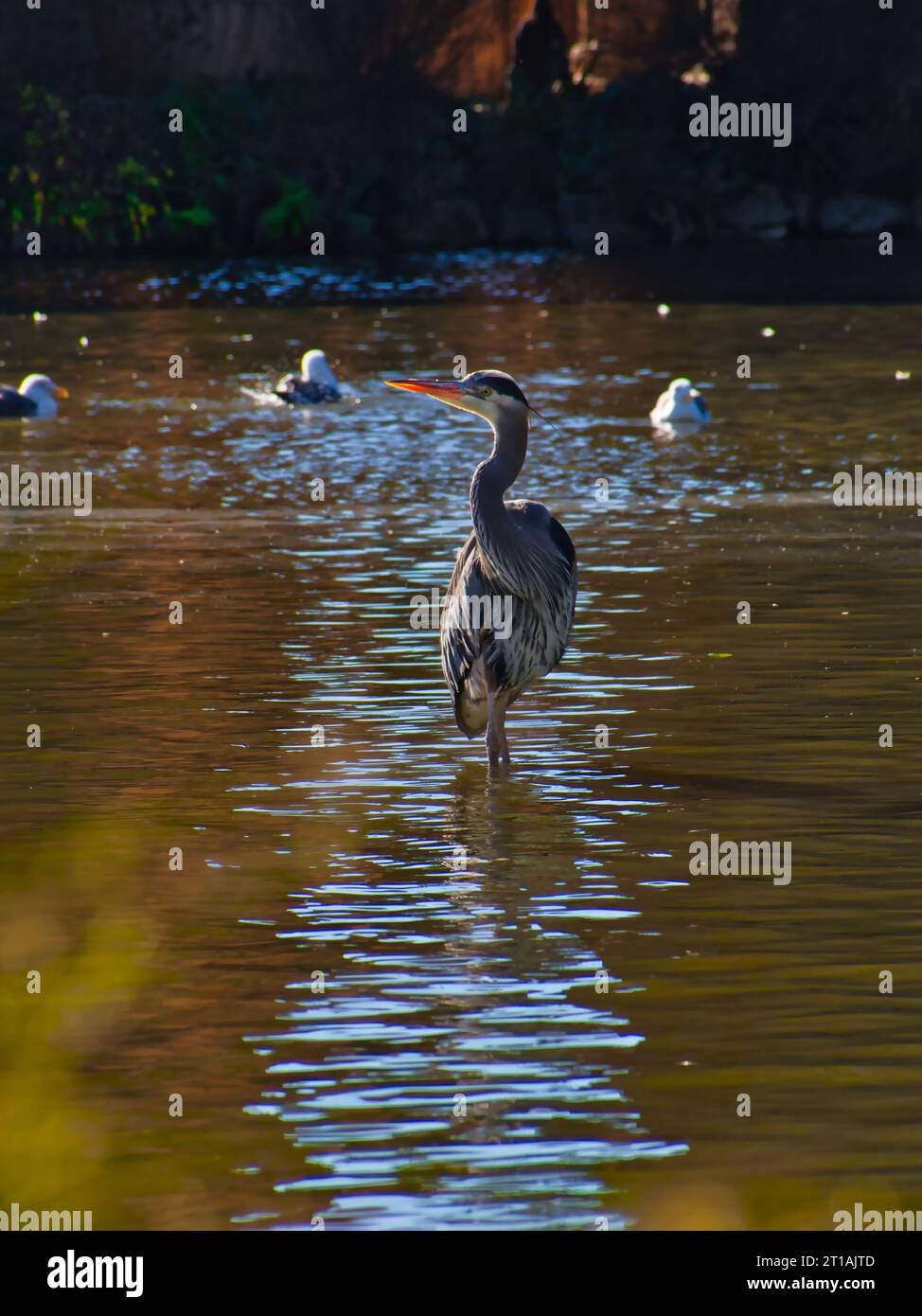 Graceful great blue heron framed against shimmering water in a manmade pond at the Palace of Fine Art in San Francisco, California. Stock Photo