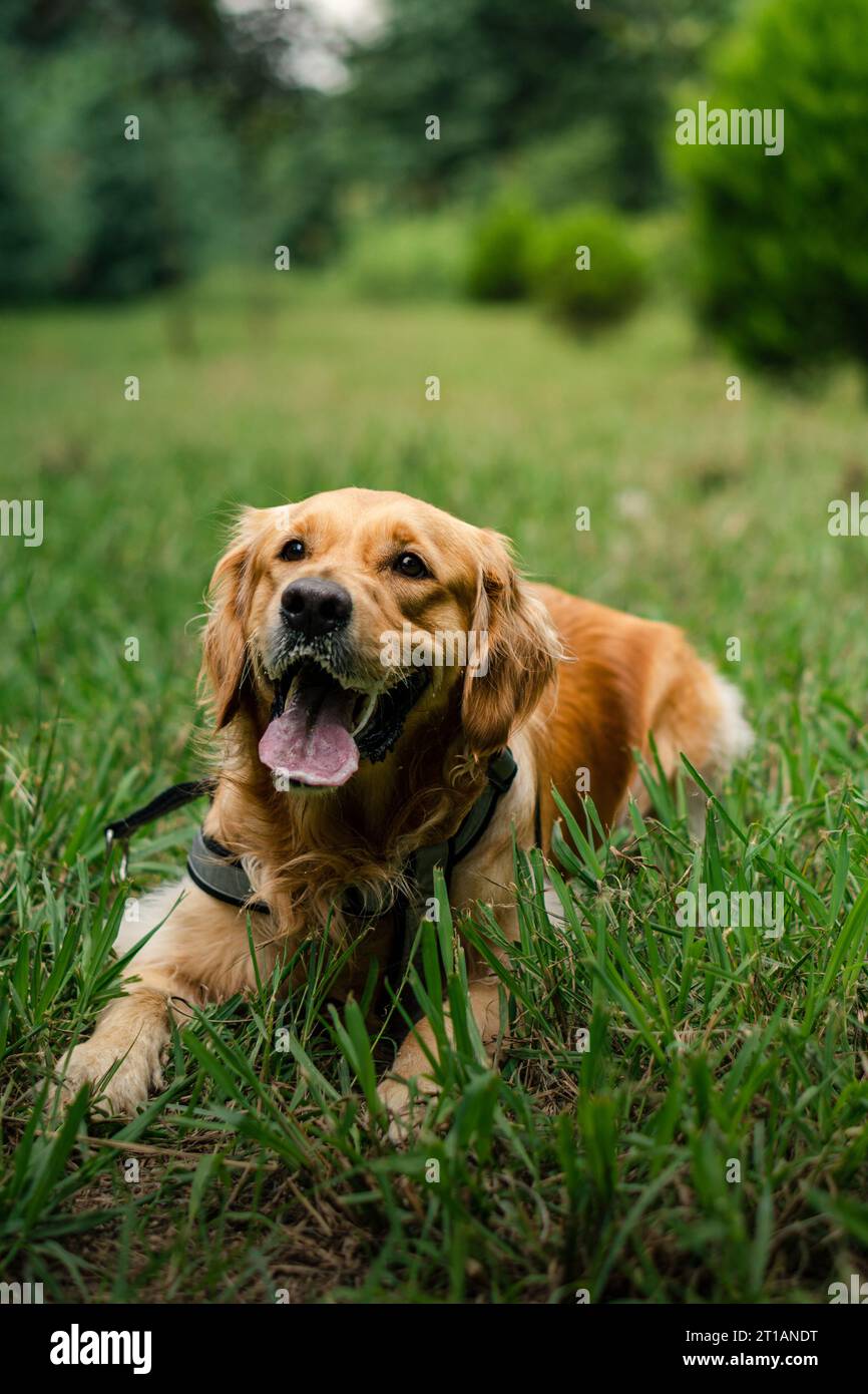 Golden hairy dog hi-res stock photography and images - Alamy