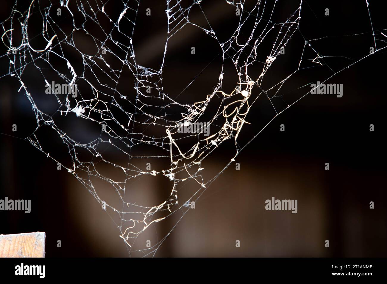 Spider thread hanging illustration hi-res stock photography and images ...