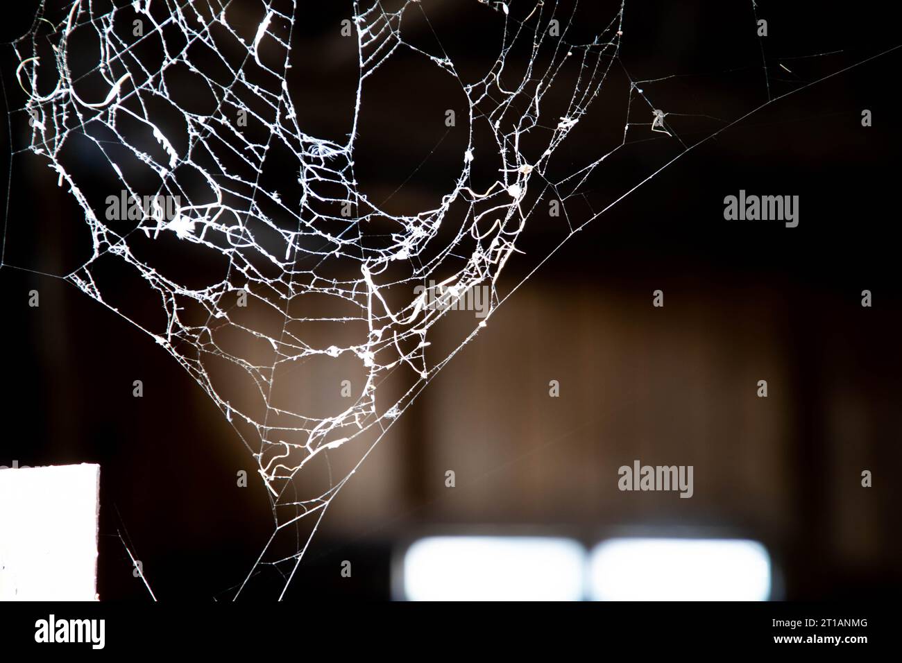 Spider thread hanging illustration hi-res stock photography and images ...