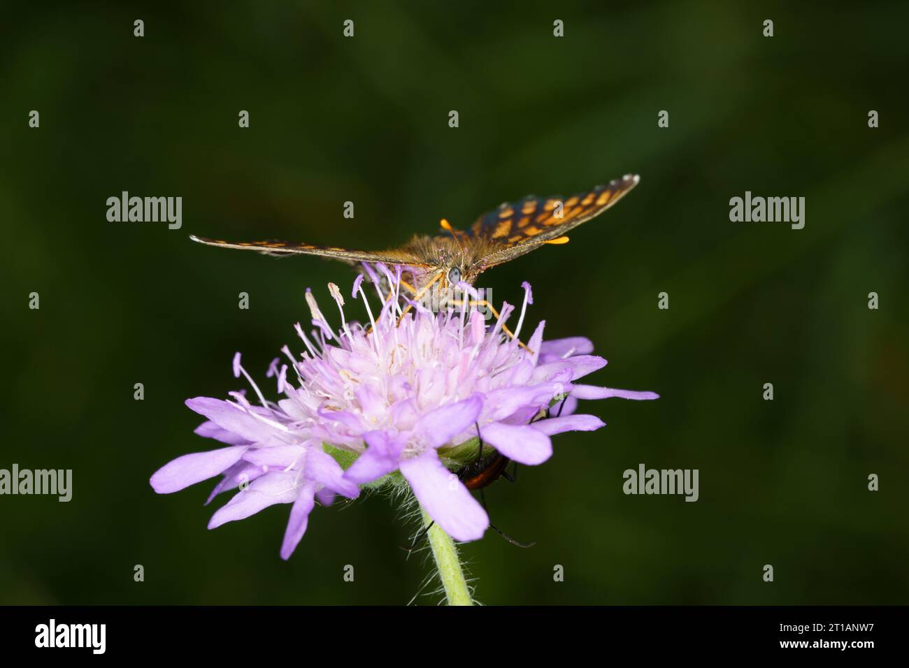 Melitaea diamina Family Nymphalidae Genus Melitaea False heath fritillary butterfly wild nature insect photography, picture, wallpaper Stock Photo