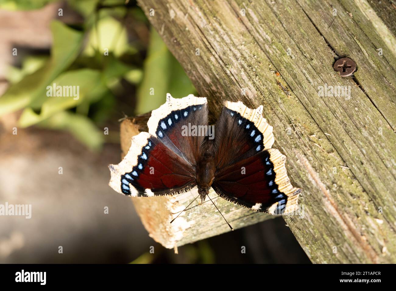 Nymphalis antiopa Family Nymphalidae Genus Nymphalis Camberwell beauty Mourning Cloak butterfly wild nature insect photography, picture, wallpaper Stock Photo