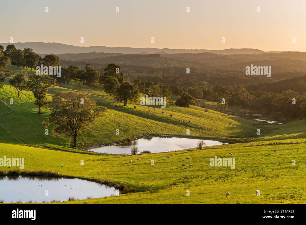 Morning view of grazing livestock, dams and lush green farm paddocks in spring in Kangaroo Ground, Australia Stock Photo