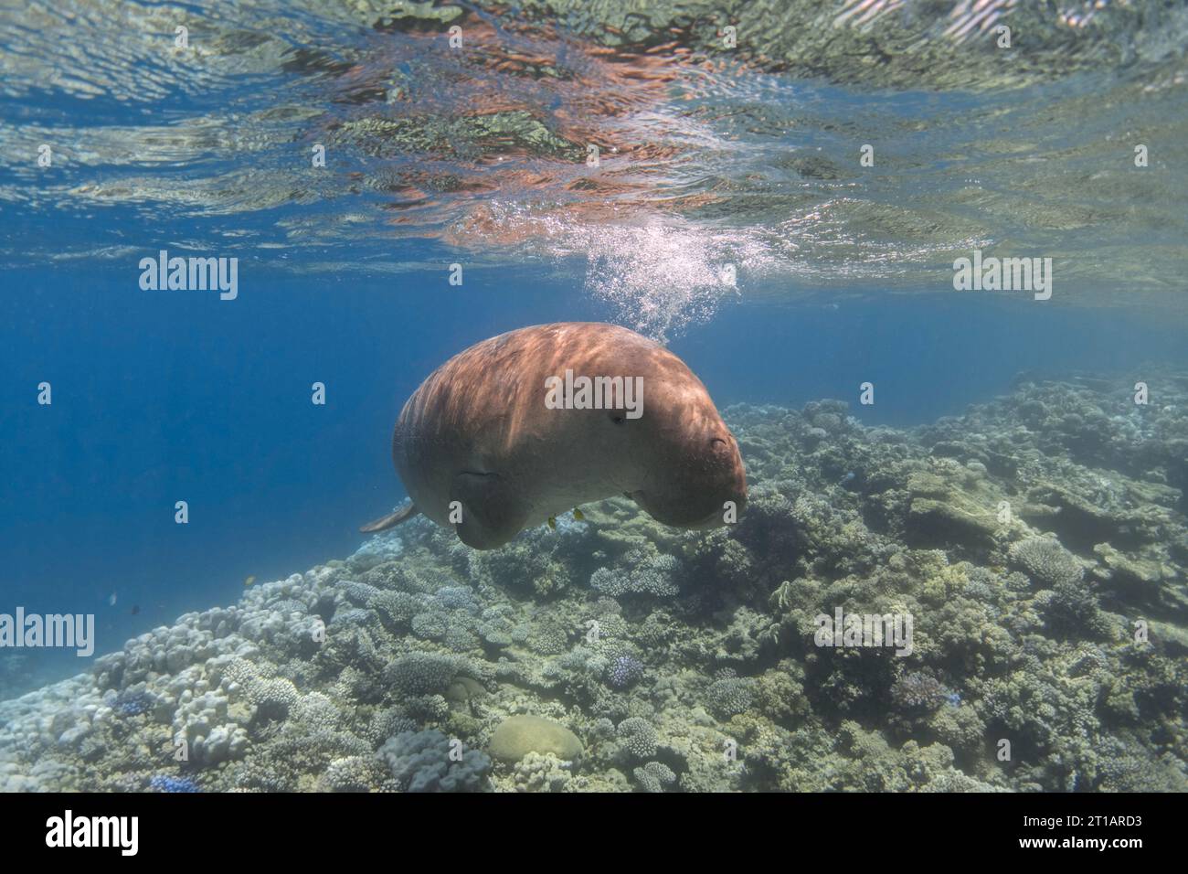 Dugong (Dugong dugon) swimming in the blue sea. Sea cow. Stock Photo