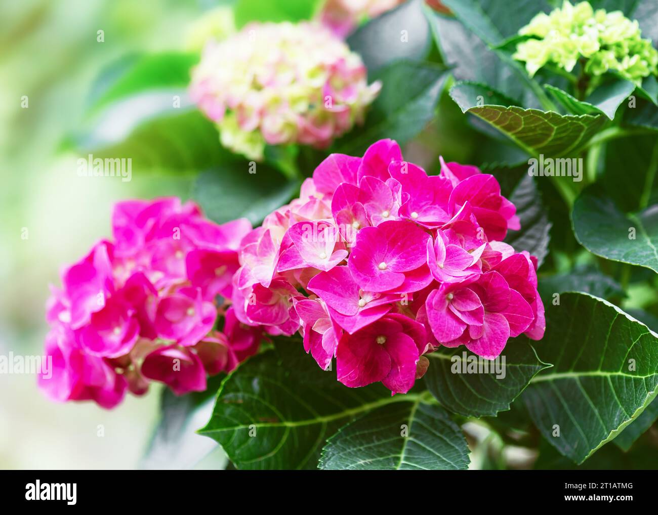 Beautiful Flowering Pink Hydrangea Blooming Rose Flowers In Summer beautiful-flowering-pink-hydrangea-blooming-rose-flowers-in-summer