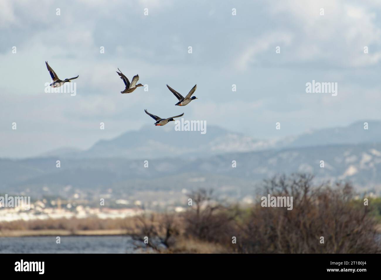 A flock of geese flying in a V-formation against a backdrop of a ...