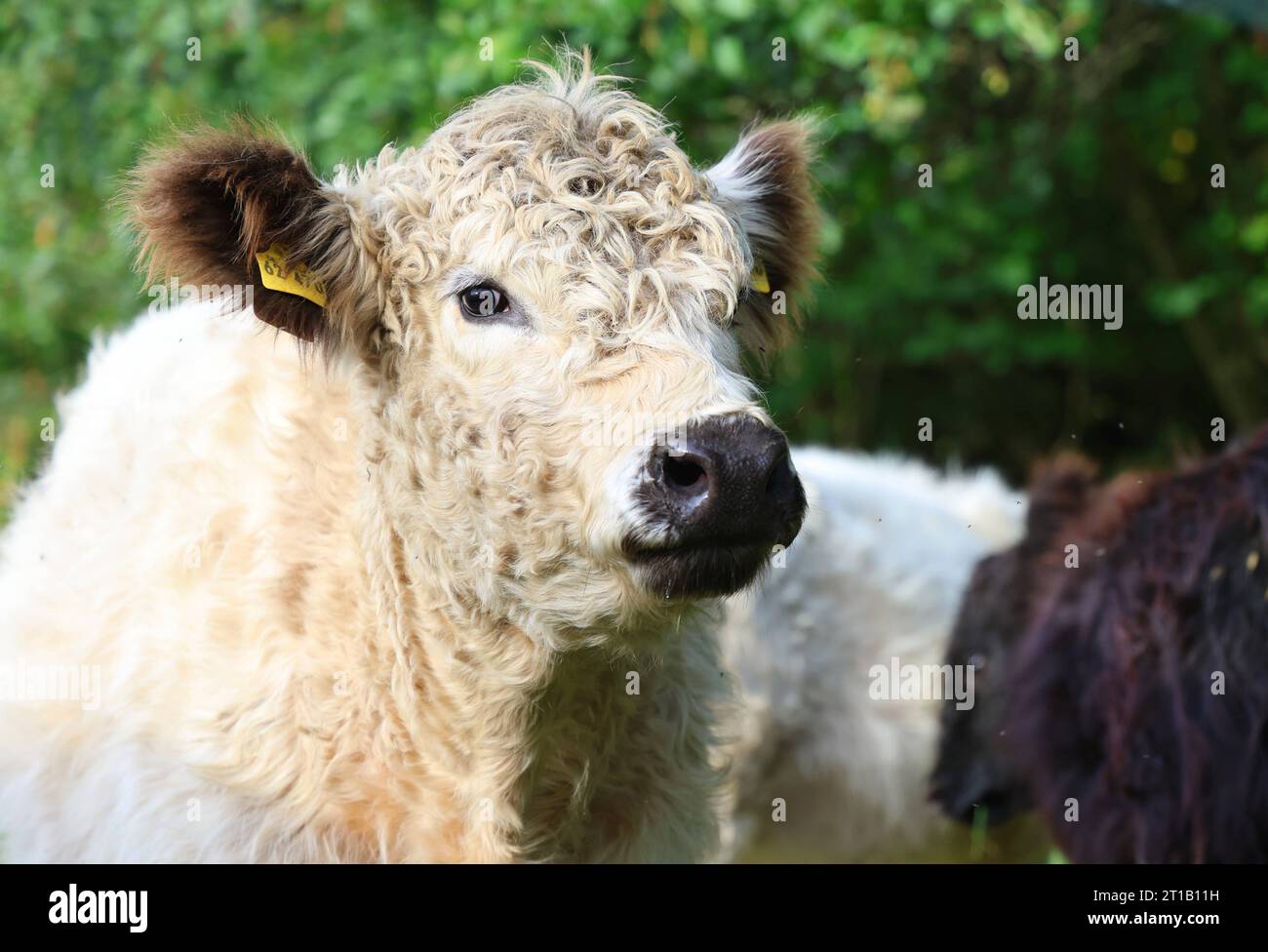 Galloways 11.10.2023, Ostramondra, Galloways dominant hornlose ...