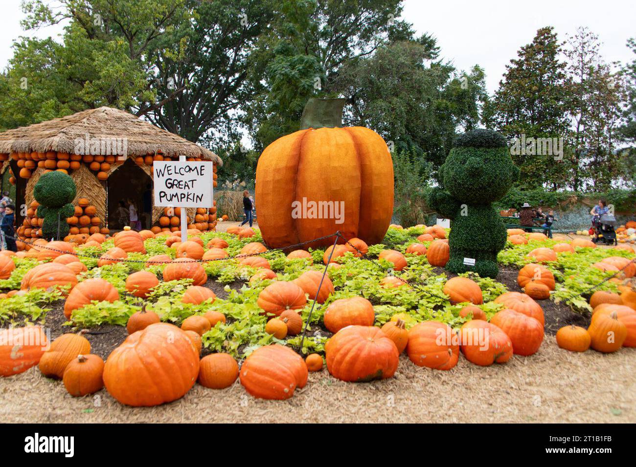 Dallas, USA. 12th Oct, 2023. A great pumpkin is displayed in Dallas
