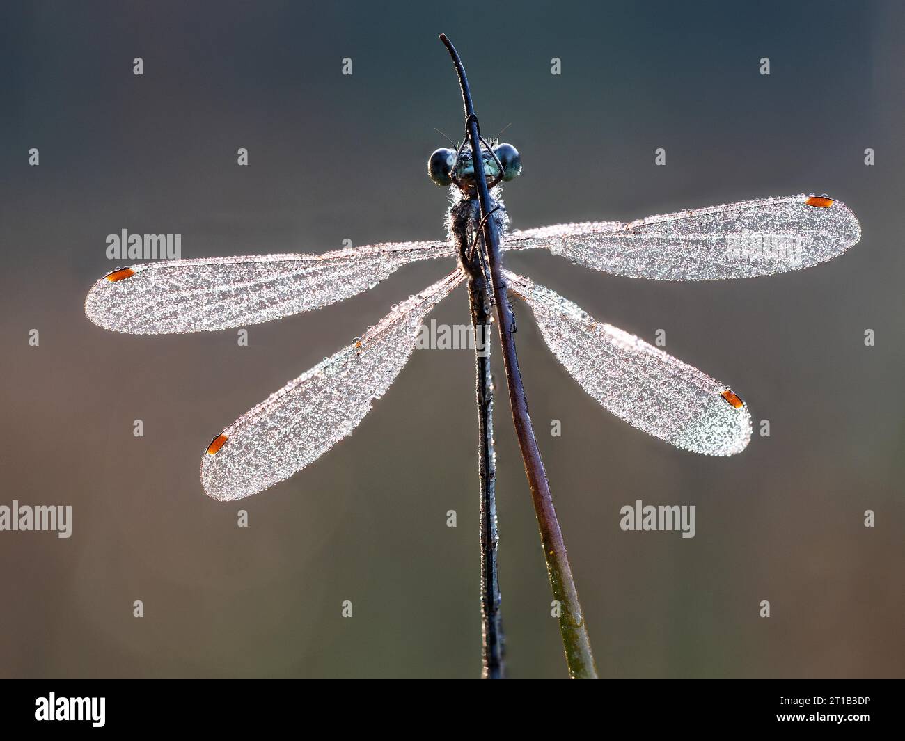 Emerald damselfly (Lestes sponsa), well camouflaged on the stem of the ...