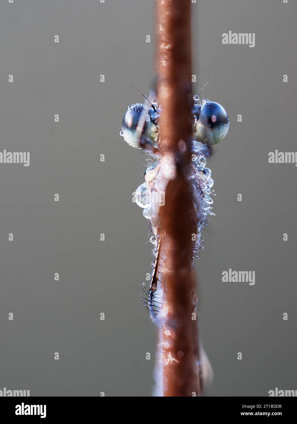 Emerald damselfly (Lestes sponsa), well camouflaged on the stem of the ...
