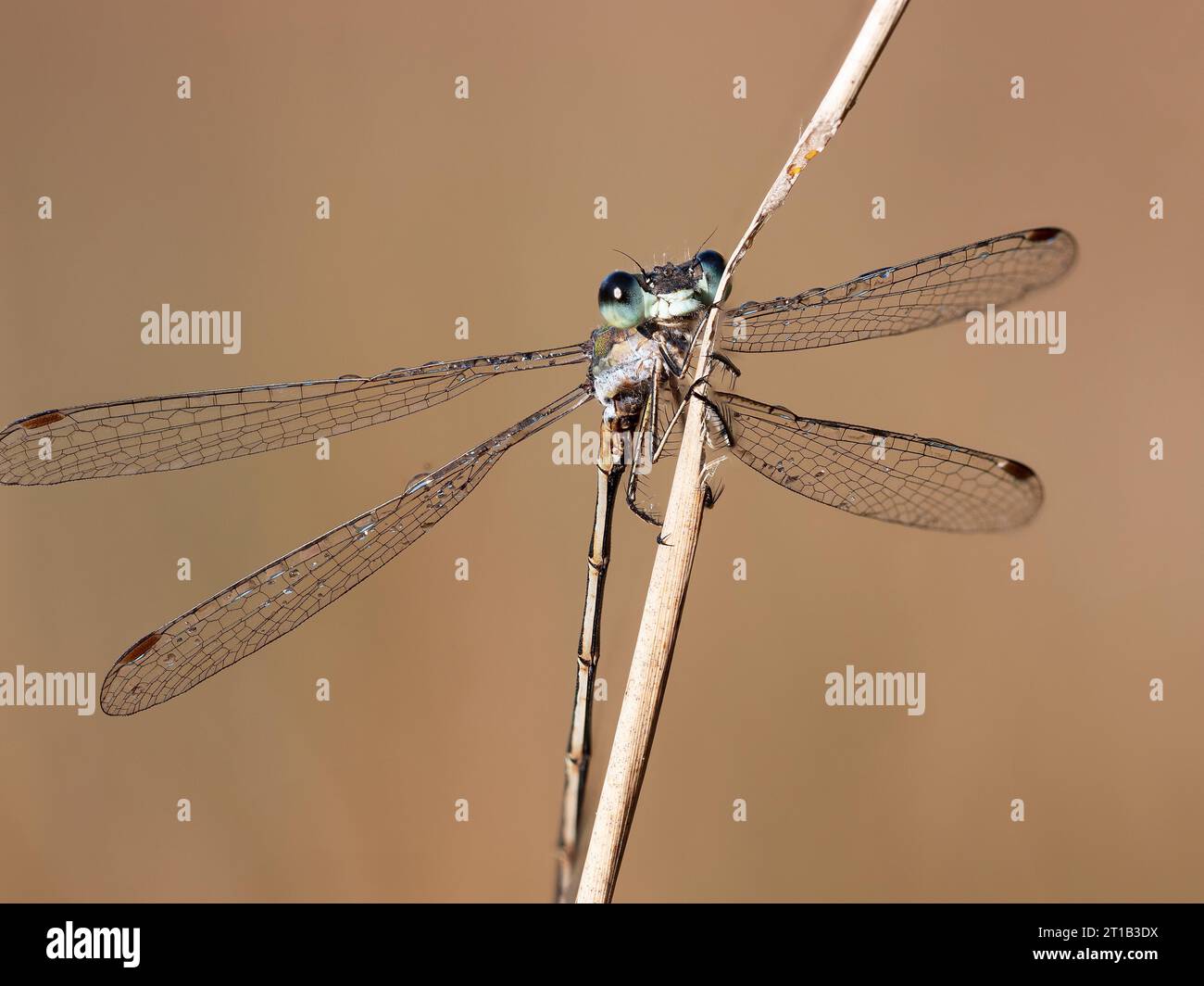 Emerald damselfly (Lestes sponsa), resting on the stem of the bulrush ...