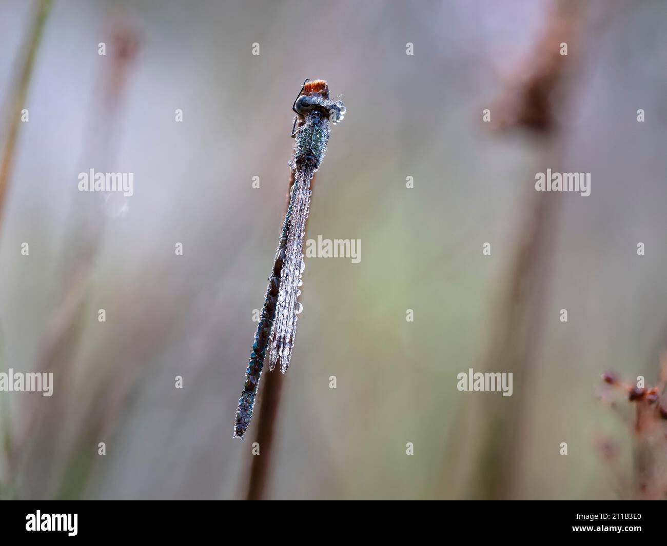 Emerald damselfly (Lestes sponsa), well camouflaged on the stem of the ...