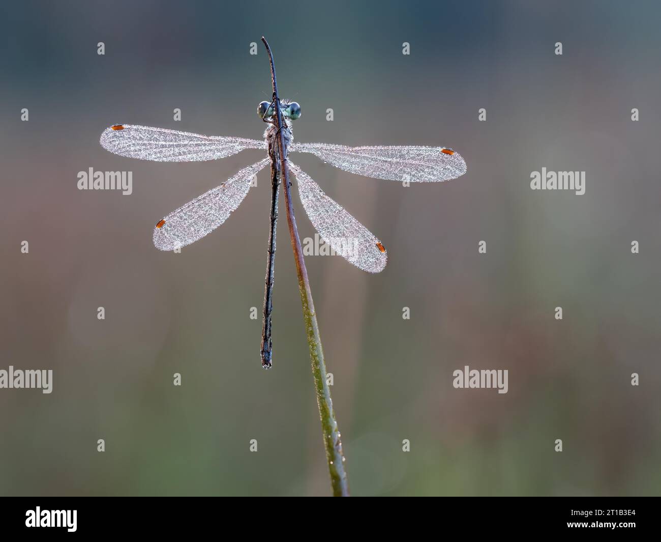 Emerald damselfly (Lestes sponsa), well camouflaged on the stem of the ...