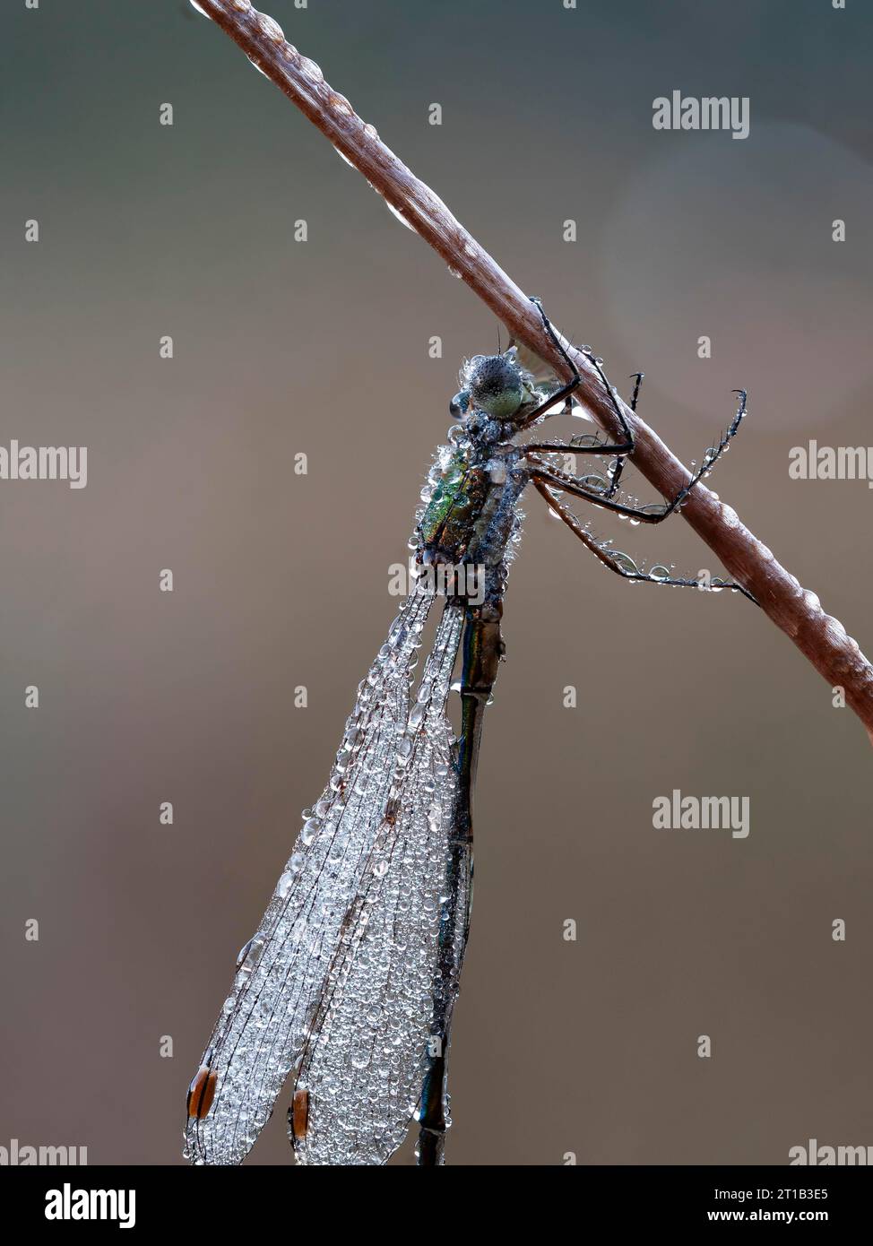 Emerald damselfly (Lestes sponsa), well camouflaged on the stem of the ...