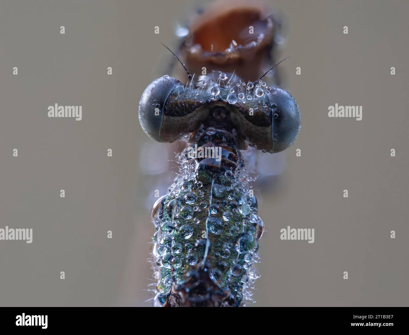 Emerald damselfly (Lestes sponsa), well camouflaged on the stem of the ...