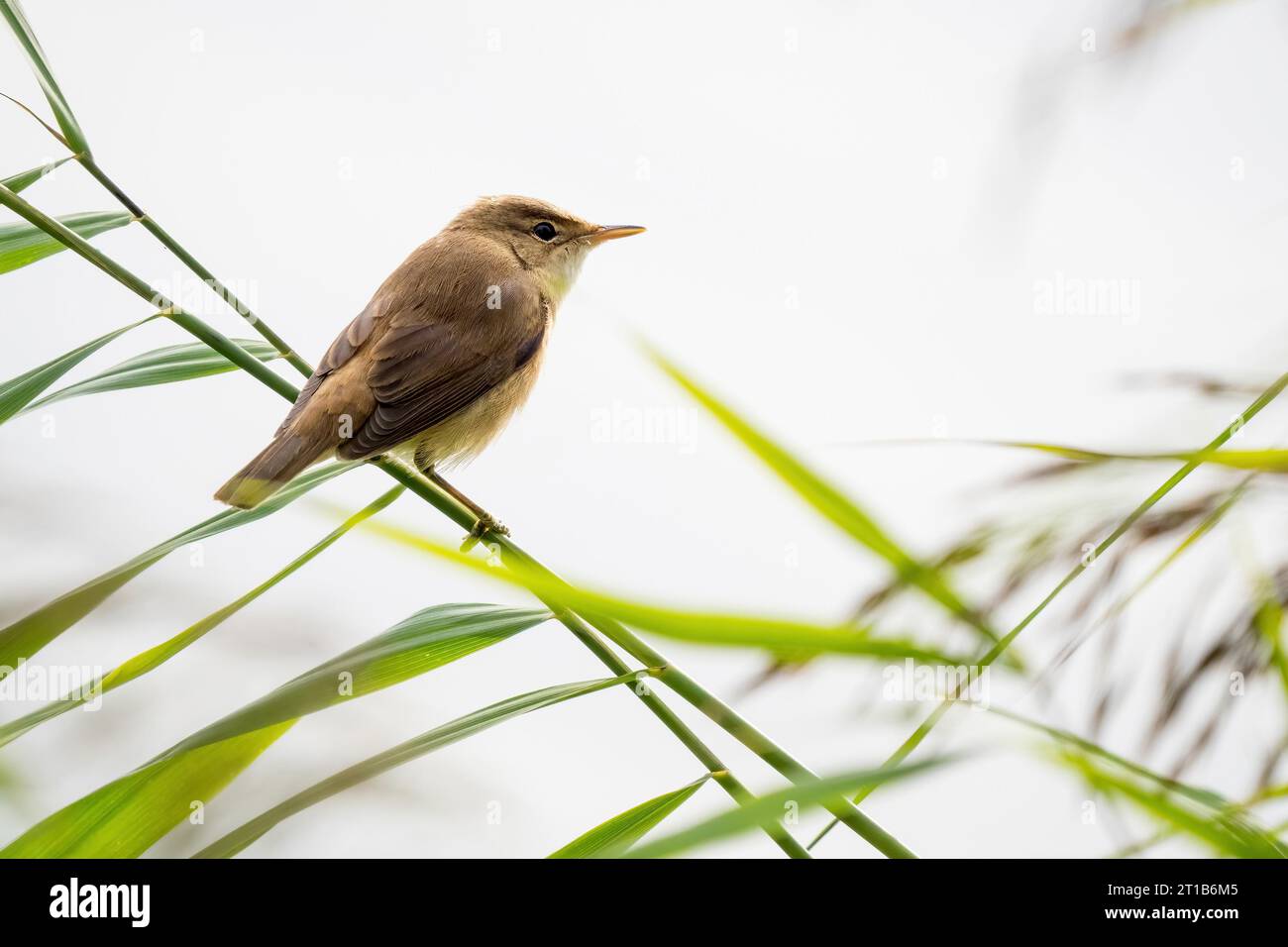 Reed warbler (Acrocephalus scirpaceus) sitting on a reed stalk, Hesse, Germany Stock Photo