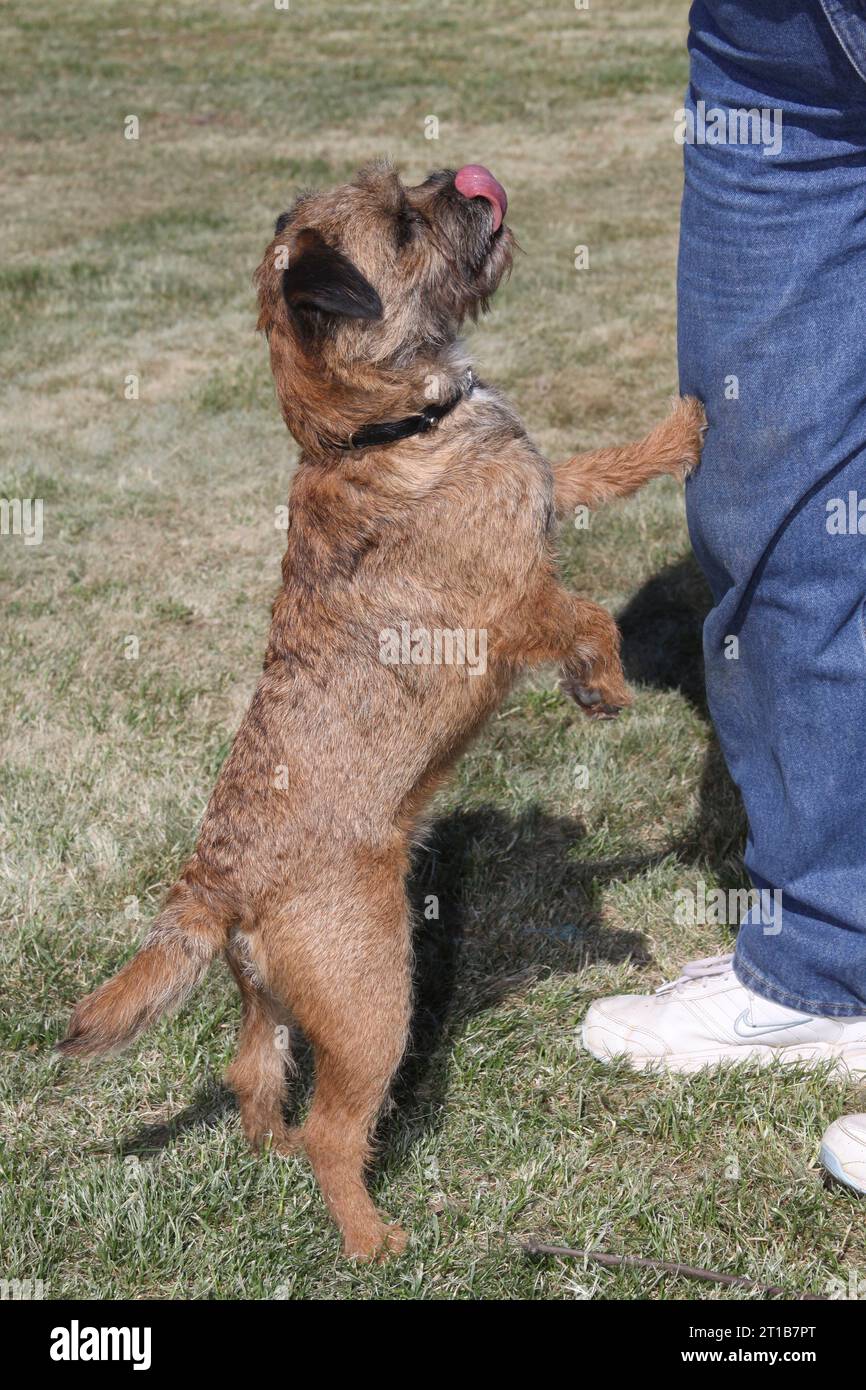 Border Terrier Pants Border Terrier Pants