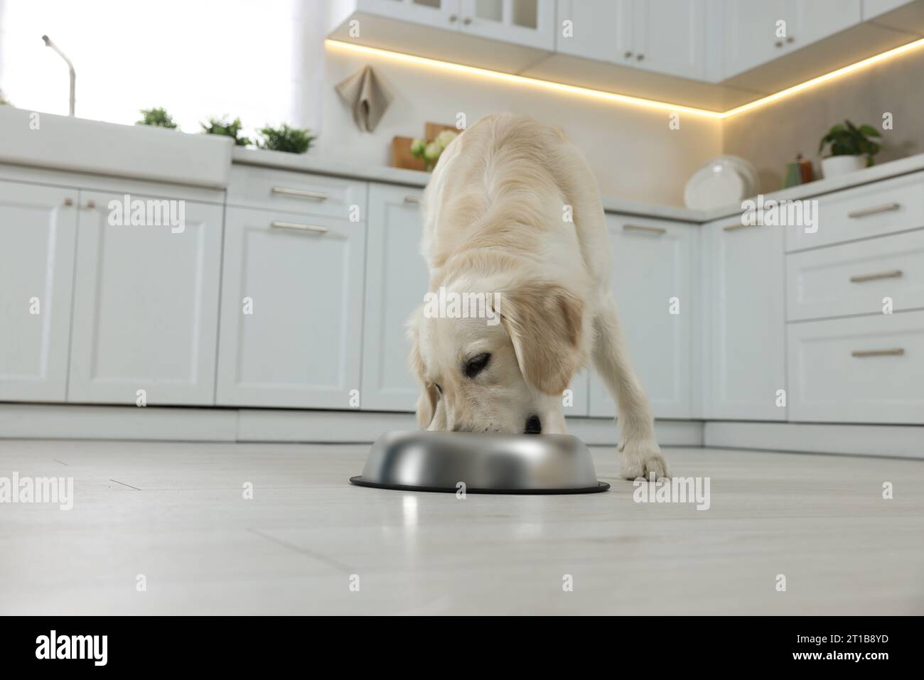 Labrador eat from metal hi-res stock photography and images - Alamy