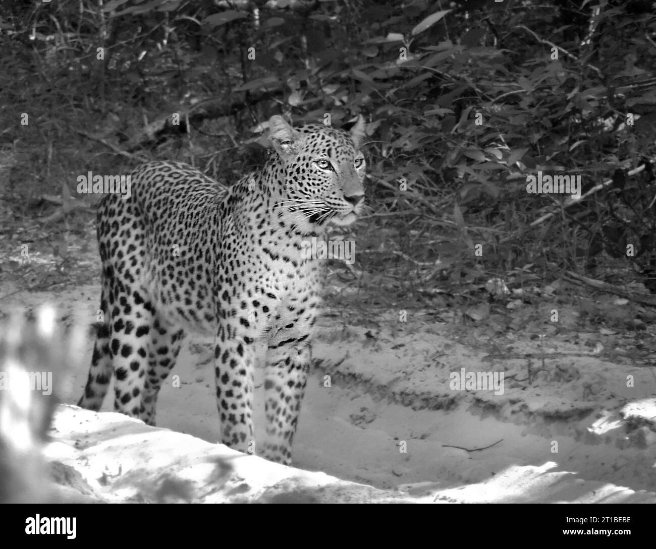 Sri Lankan Leopards on the Wild, Visit Sri Lanka Stock Photo