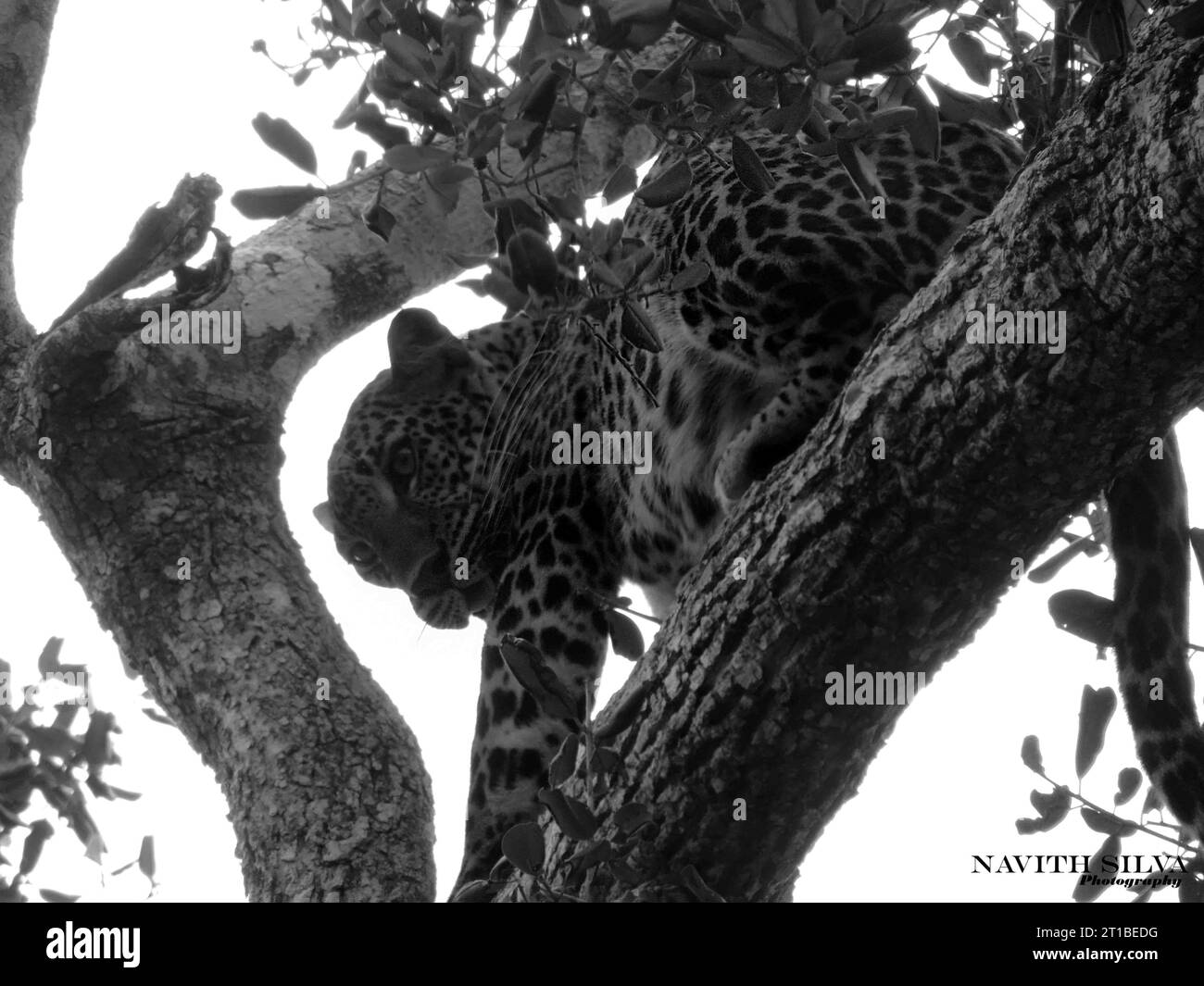 Sri Lankan leopards in the Wild, Visit Sri Lanka Stock Photo