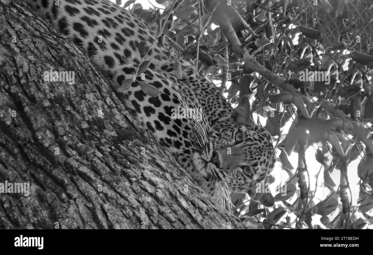 Sri Lankan leopards in the Wild, Visit Sri Lanka Stock Photo