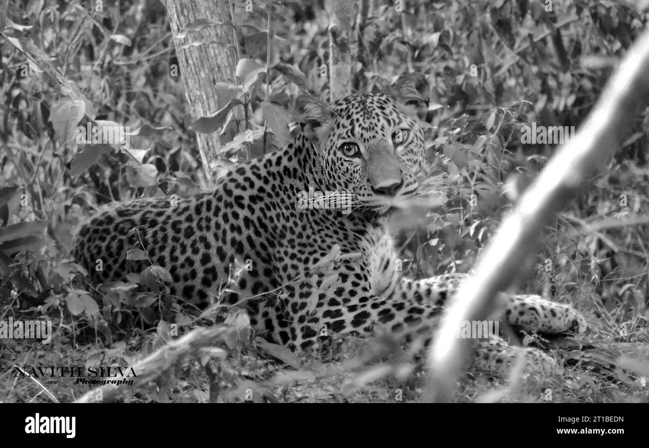 Sri Lankan leopards in the Wild, Visit Sri Lanka Stock Photo