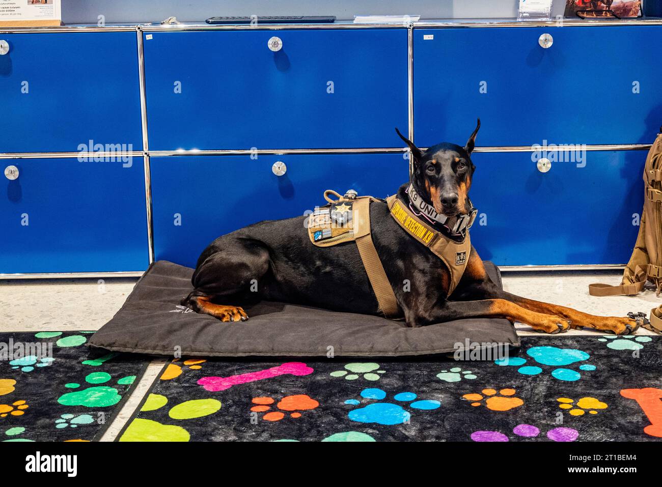 A Doberman K9 unit typically refers to a Doberman Pinscher trained for police or military work, often in roles such as patrol, detection, or search an Stock Photo