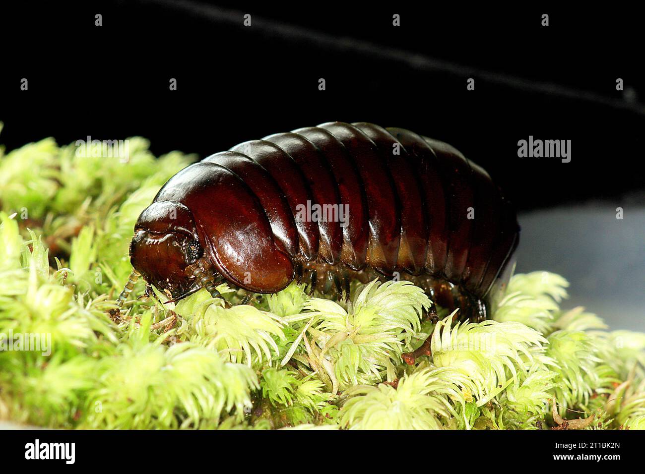 Giant pill bug millipede (Procyliosoma sp.) on moss Stock Photo