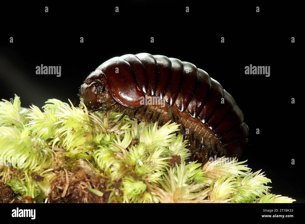 Giant pill bug millipede (Procyliosoma sp.) on moss Stock Photo