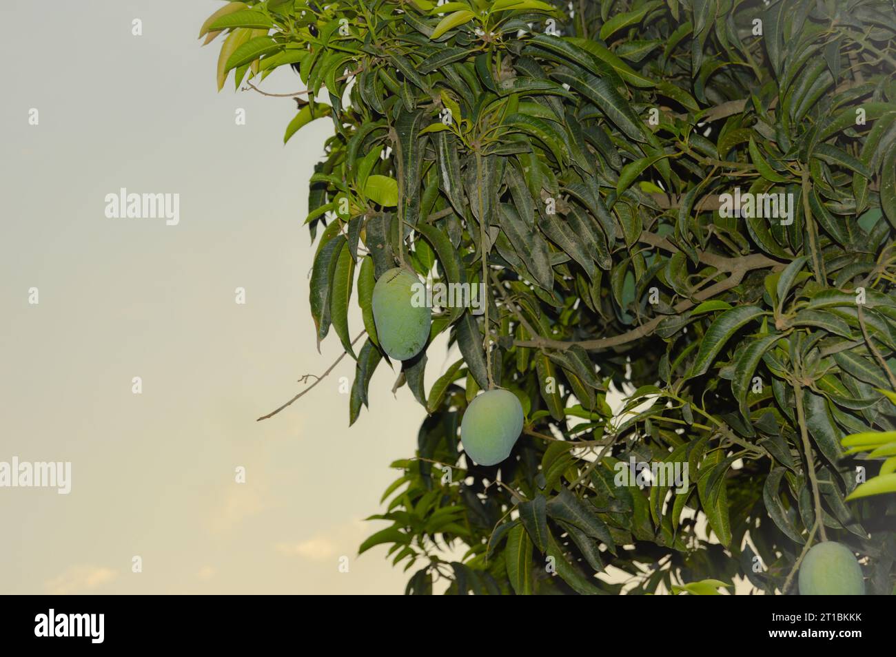 https://c8.alamy.com/comp/2T1BKKK/fresh-green-mango-on-tree-hanging-green-mangos-bunch-of-mangos-mangos-with-tree-raw-mango-hanging-on-tree-with-leaf-background-in-summer-fruit-2T1BKKK.jpg