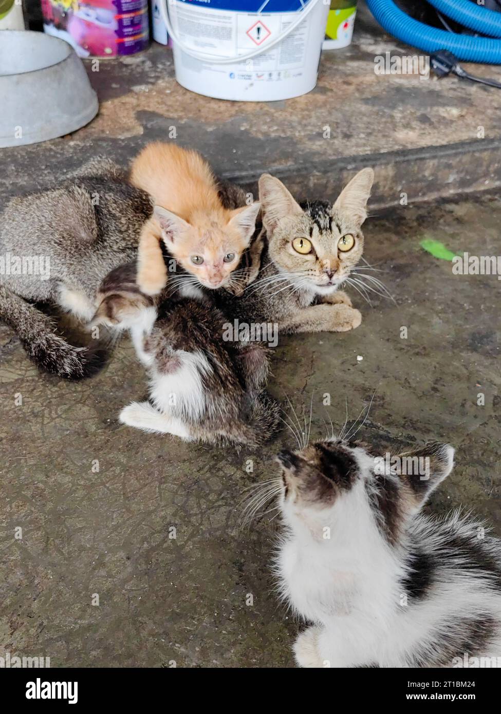 Cat nursing kittens. Feral cat feeding kittens. The protection of animals. Homeless animals