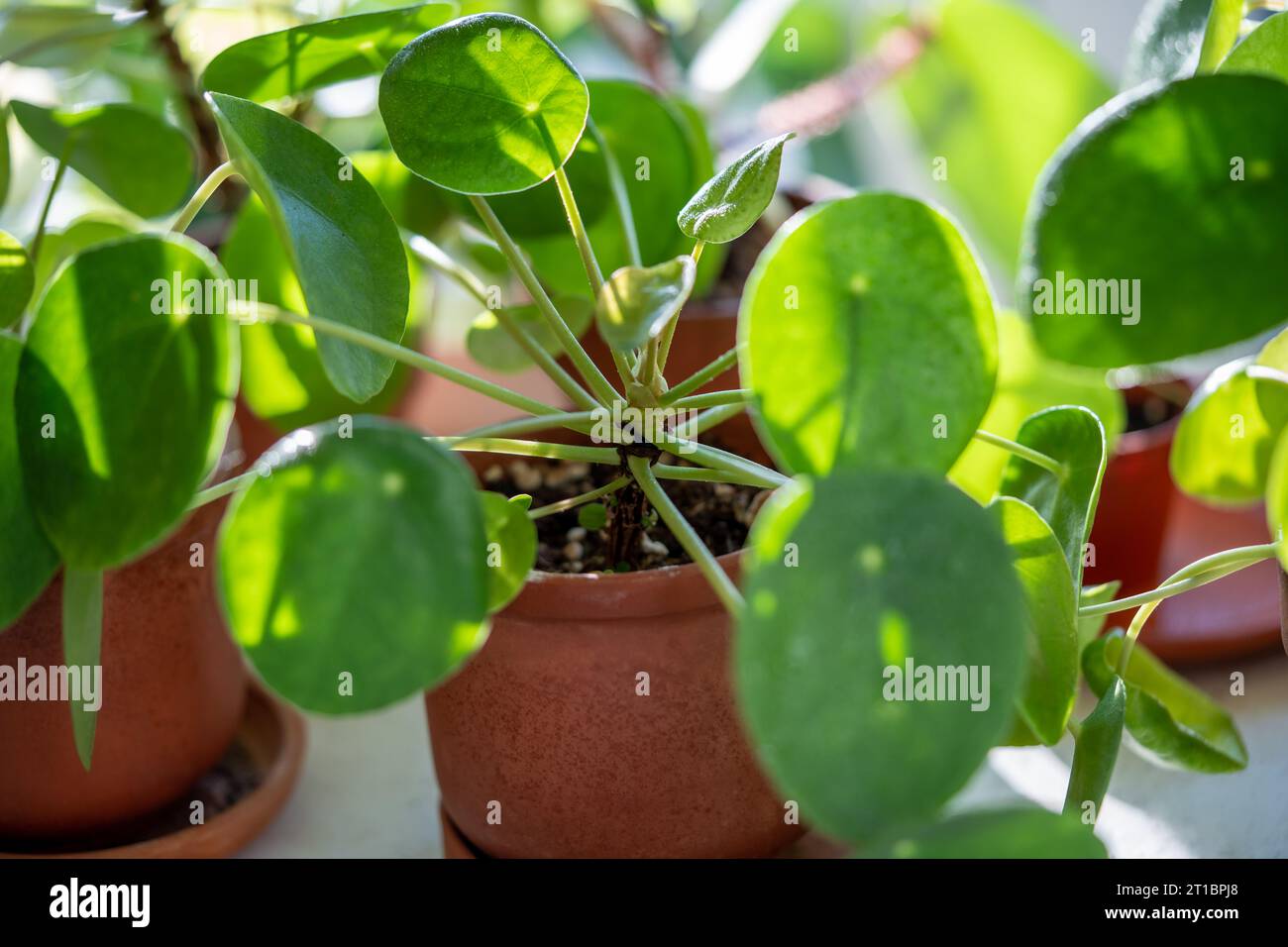 Ceropegia woodii houseplant with long heart shaped leaves in terracotta pot at sunlight closeup Stock Photo
