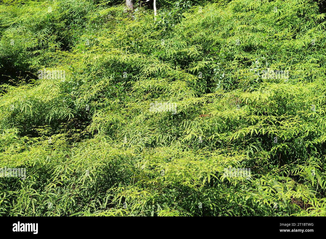 Typical vegetation hi-res stock photography and images - Alamy