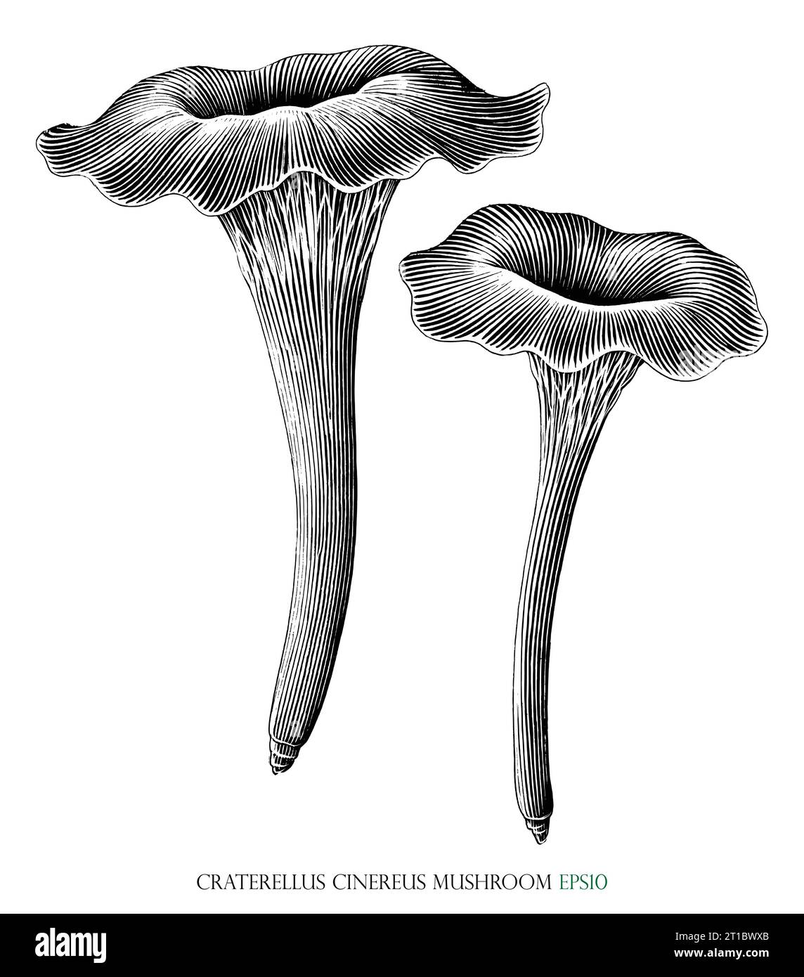 Craterellus cinereus mushroom botanical vintage illustration black and