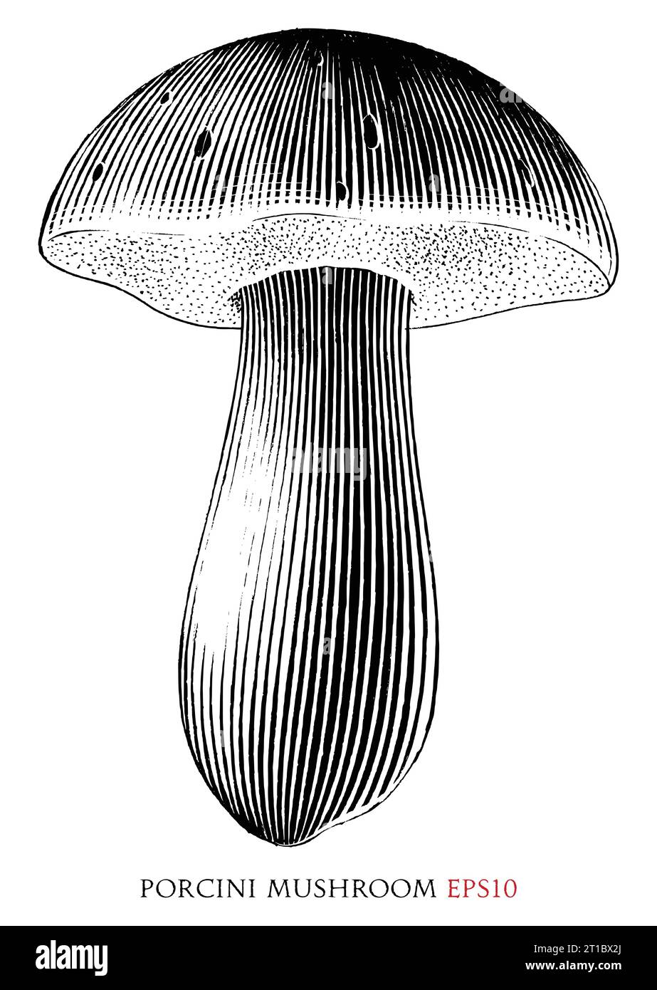 Porcini mushroom vintage illustration black and white clip art Stock