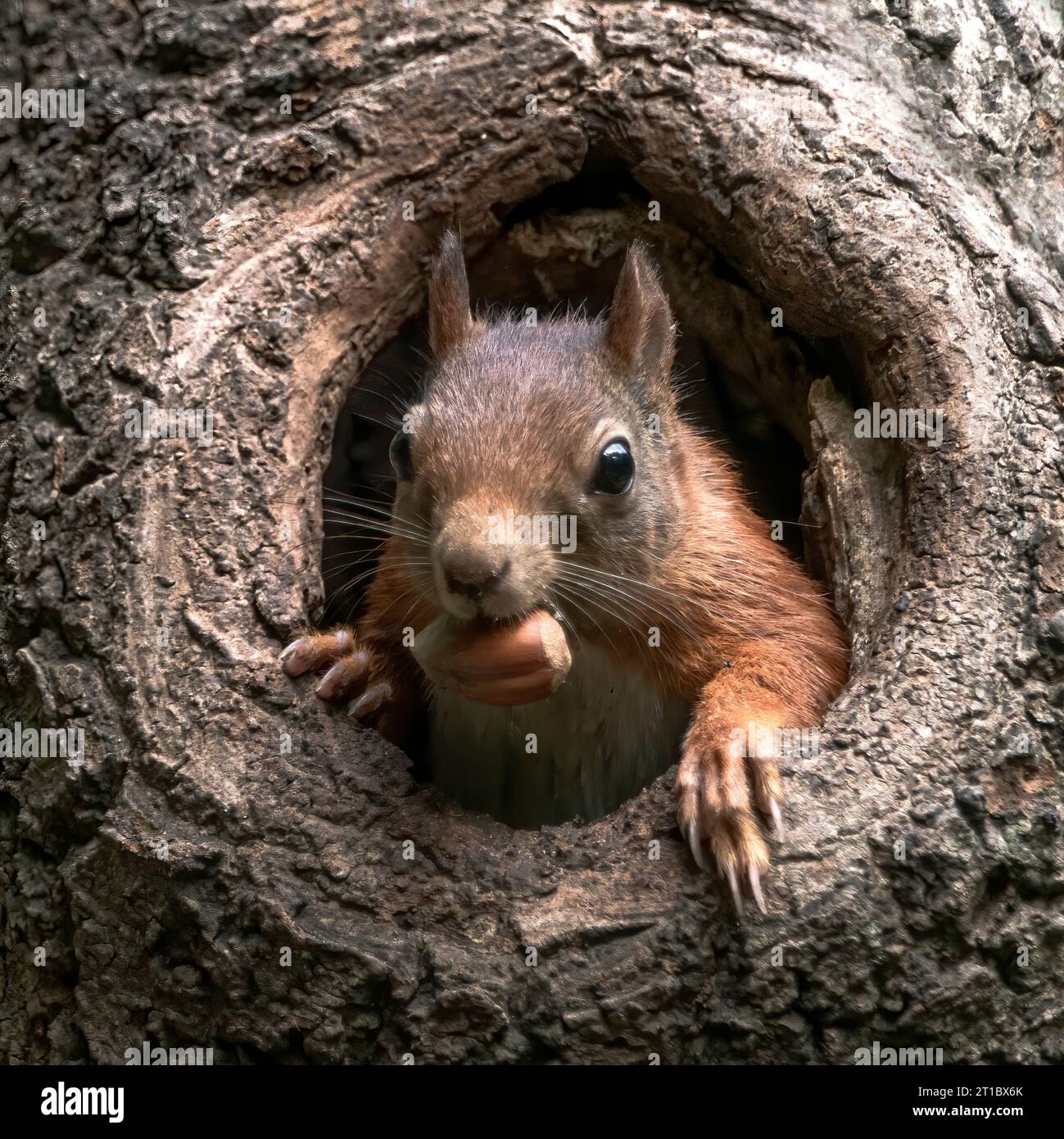 Sciurus vulgaris animal portrait hi-res stock photography and images ...