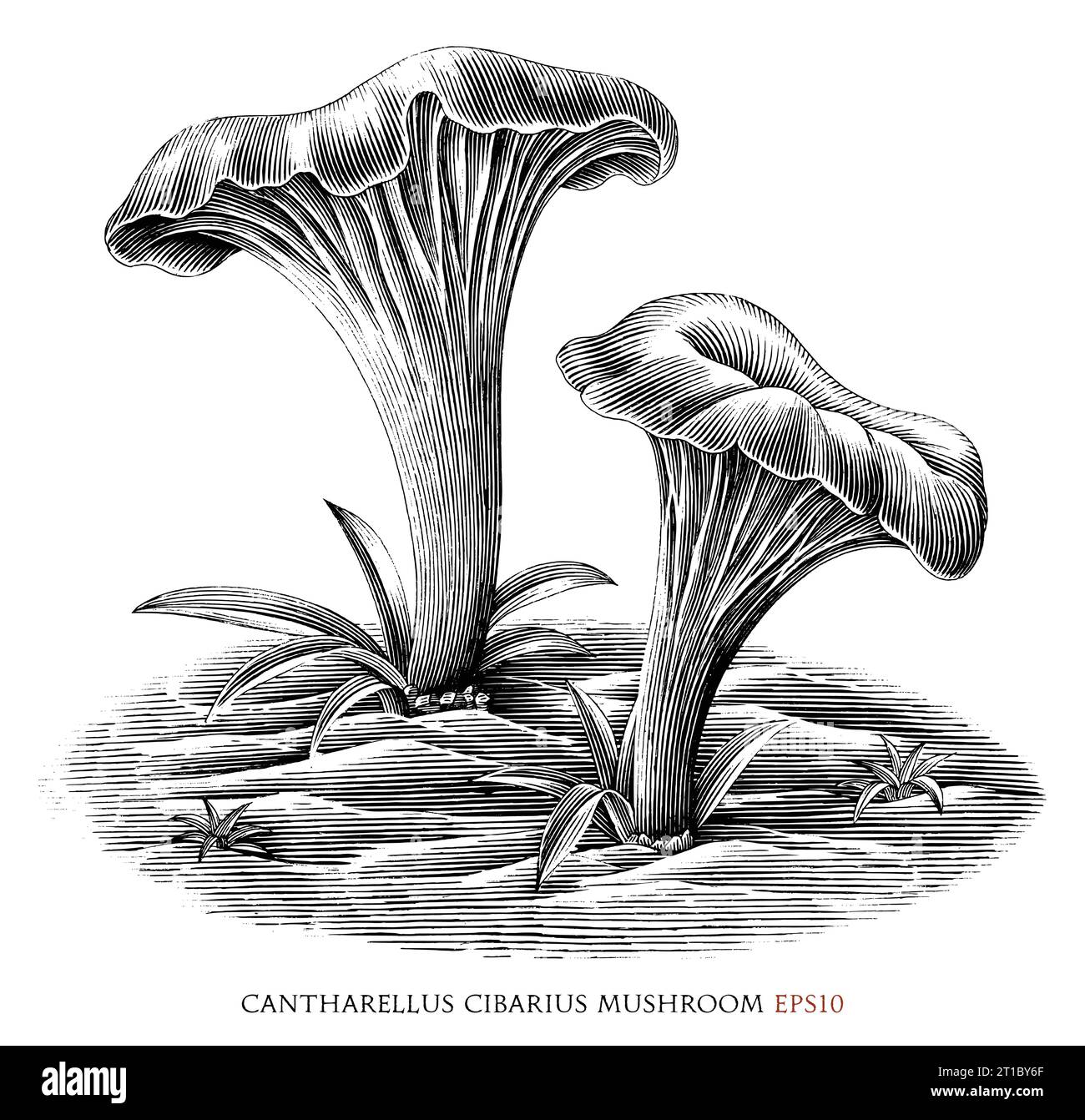 Cantharellus cibarius botanical vintage illustration black and white clip art Stock Vector