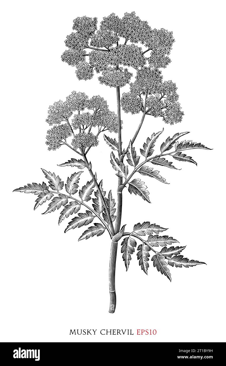 Chervil botanical vintage illustration black and white clip art Stock Vector