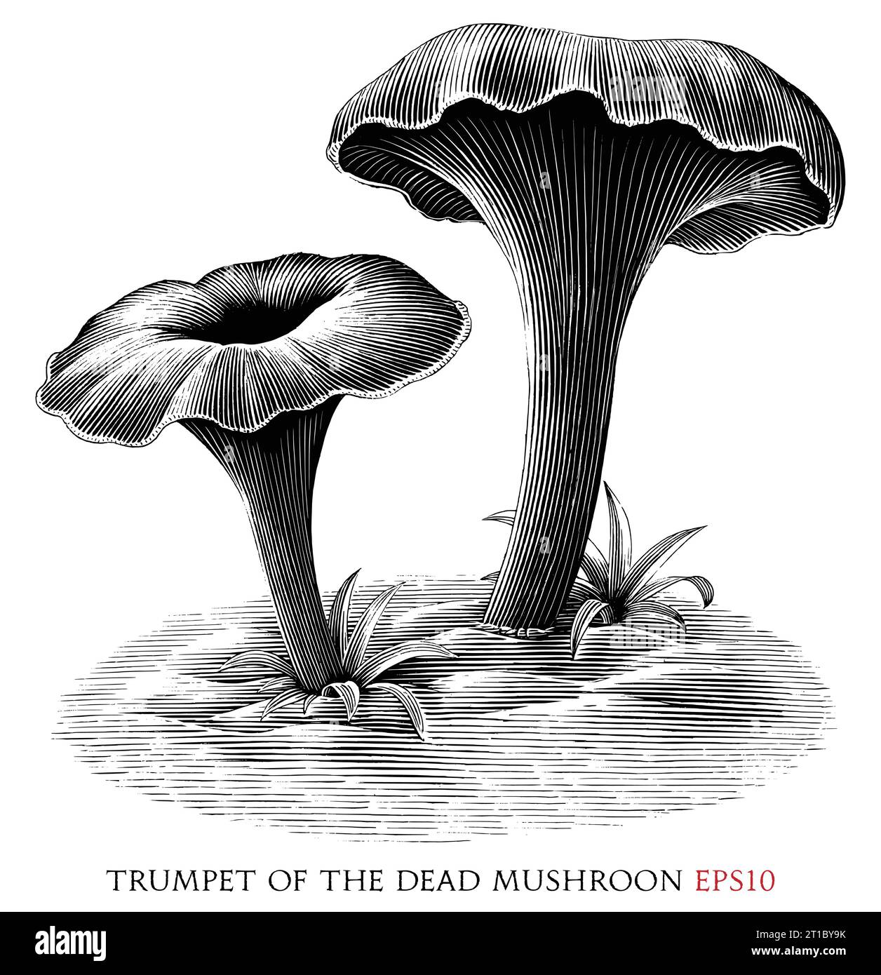 Trumpet of the dead botanical vintage illustration black and white clip art Stock Vector