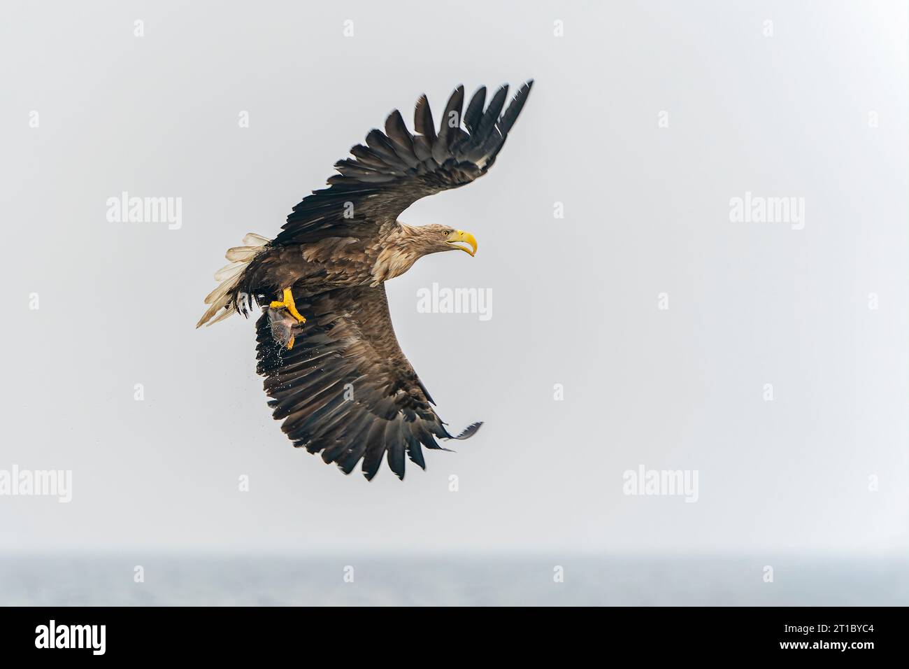 white tailed eagle (Haliaeetus albicilla) taking a fish out of the water of the oder delta in Poland, europe. Polish Eagle. National Bird Poland. Stock Photo
