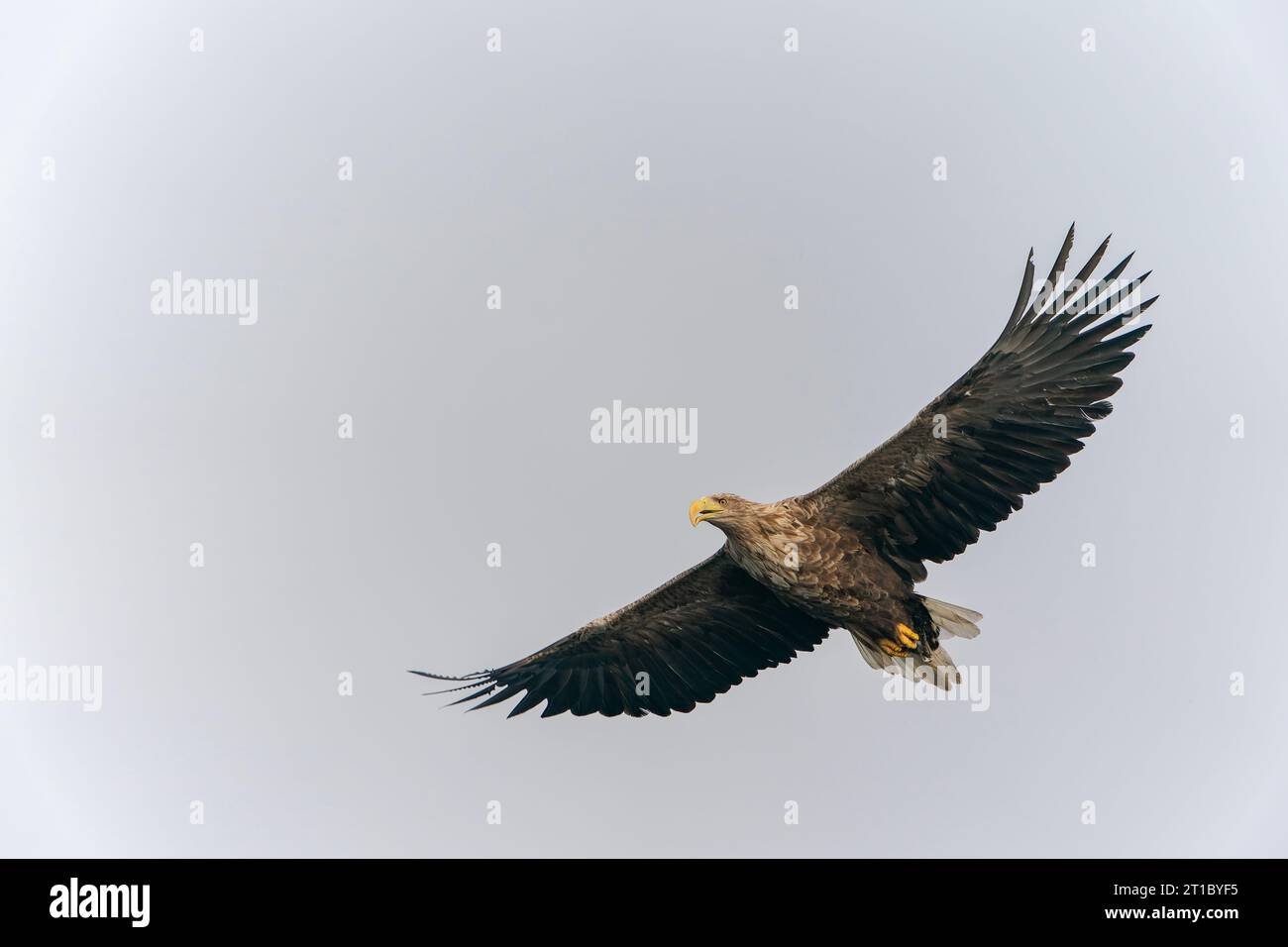 white tailed eagle (Haliaeetus albicilla) flies above the water of the oder delta in Poland, europe. Copy space. Wings spread. Stock Photo