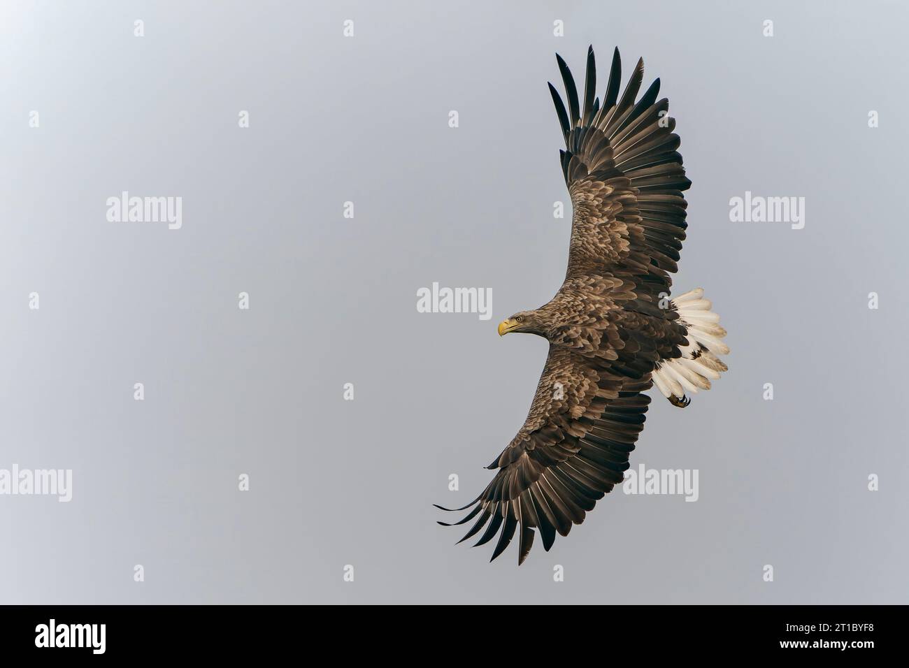 white tailed eagle (Haliaeetus albicilla) flies above the water of the oder delta in Poland, europe. Copy space. Wings spread. Stock Photo