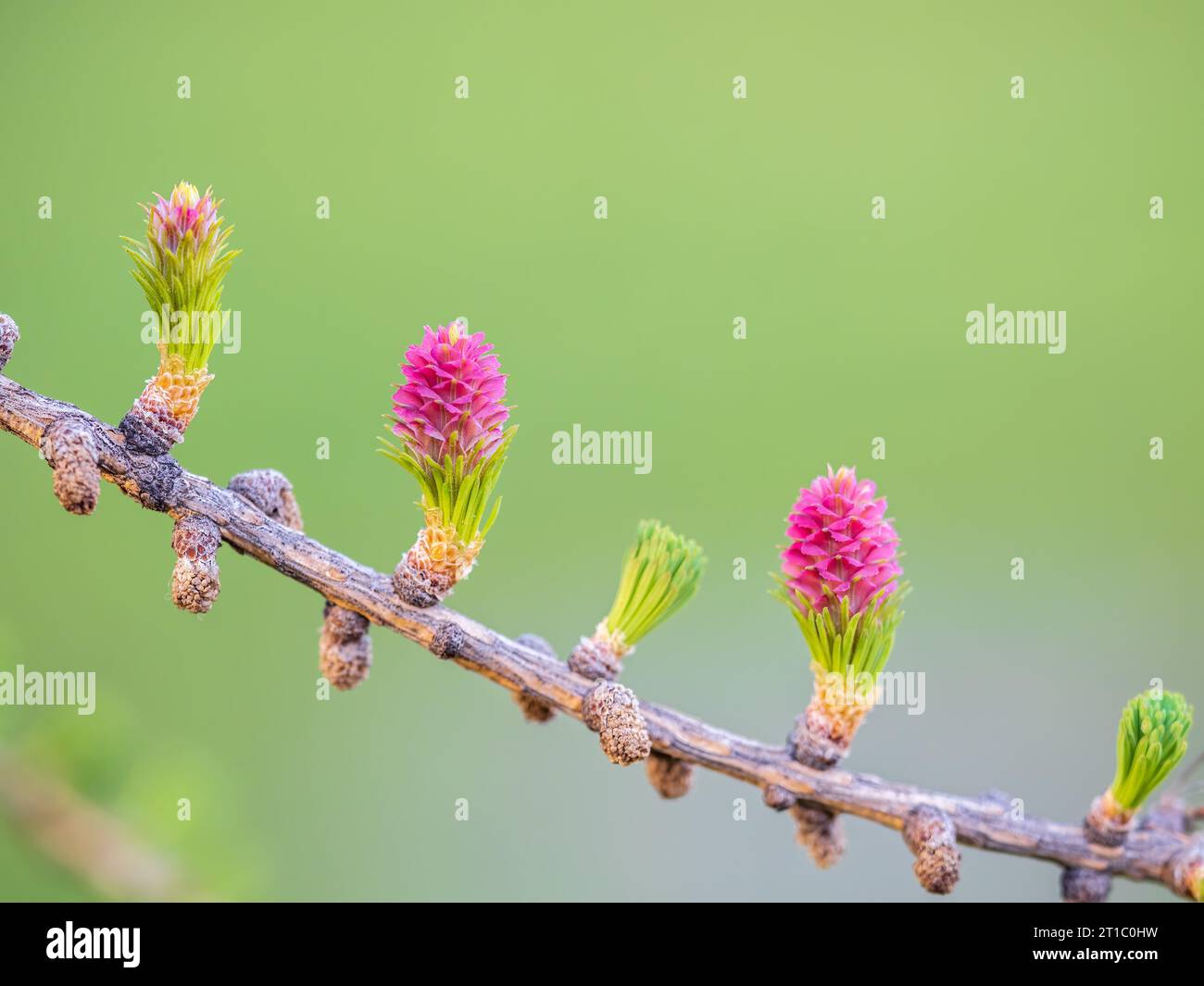 Larch tree fresh pink cones blossom at spring on nature background. Branches with young needles European larch Larix decidua with pink flowers. Stock Photo