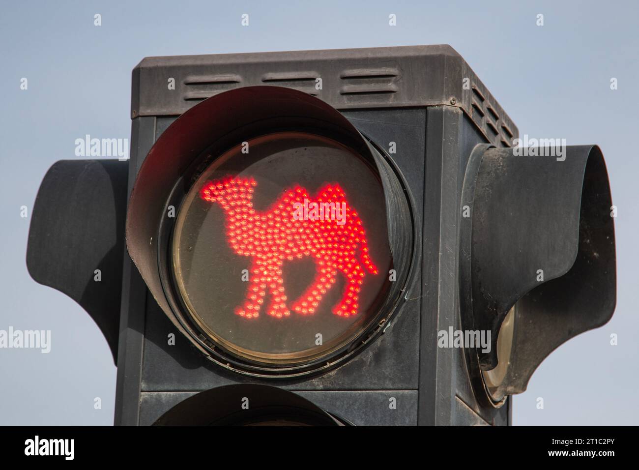 Photo of a traffic light with a camel symbol Stock Photo