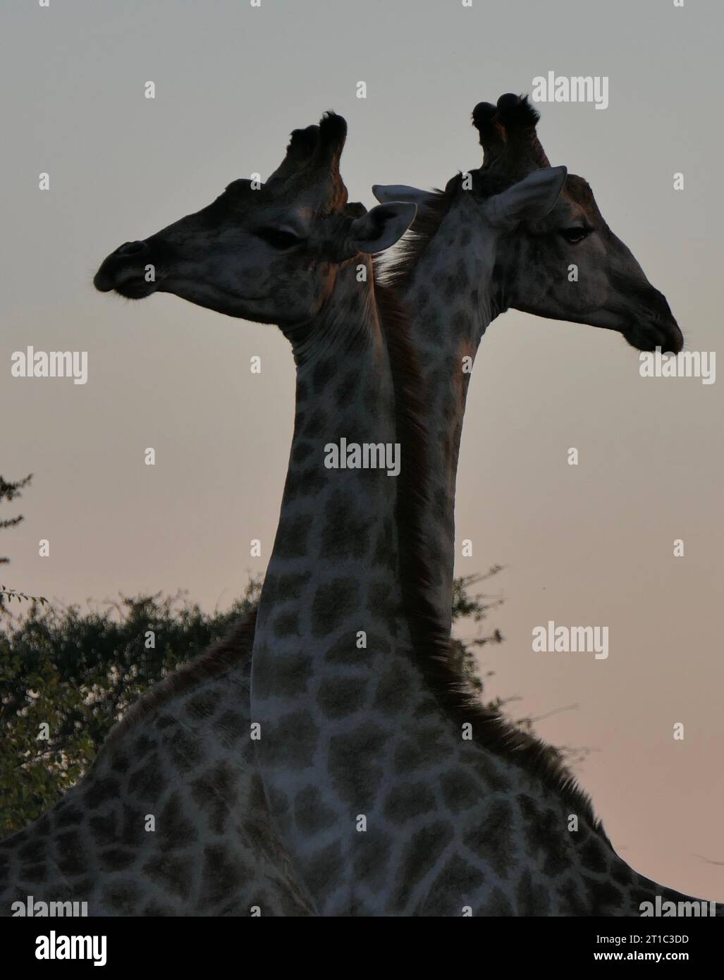 Giraffes majestic silhouette hi-res stock photography and images - Alamy