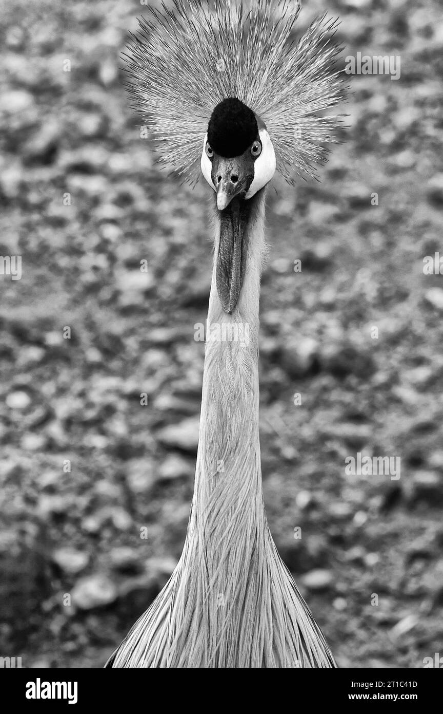 Photo Crowned crane (lat. Balearica pavonina) a large bird from the