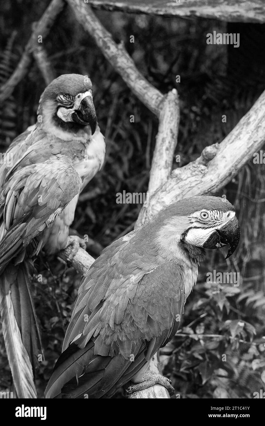 Photo parrot, Blue green macaw Stock Photo Alamy