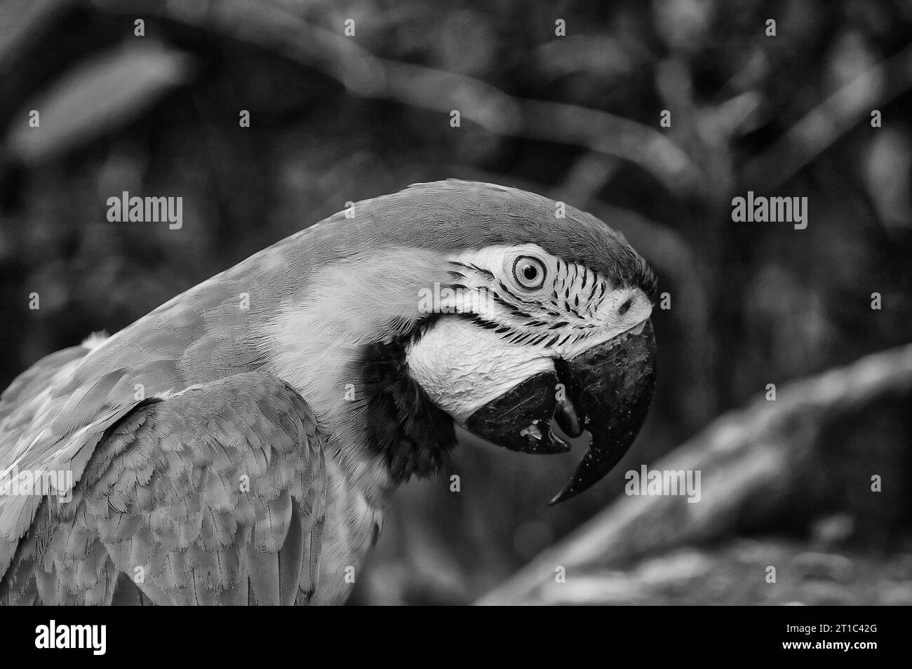 Photo parrot, Blue green macaw Stock Photo Alamy